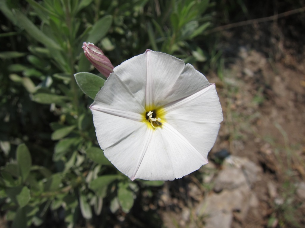 Convolvulus cneorum / Vilucchio turco